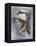 Assail-Barbara Keith-Framed Premier Image Canvas