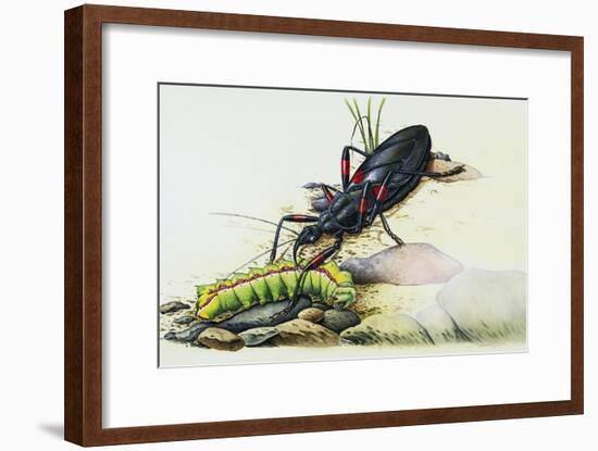 Assassin Bug (Rhynocoris Sp), Reduviidae, with Caterpillar. Artwork by Colin Newman-null-Framed Giclee Print