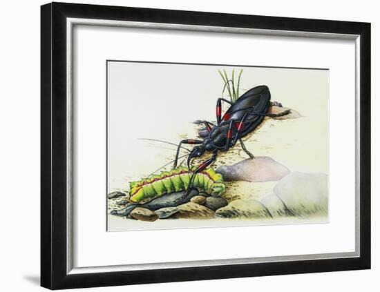 Assassin Bug (Rhynocoris Sp), Reduviidae, with Caterpillar. Artwork by Colin Newman-null-Framed Giclee Print