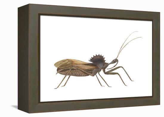 Assassin Bug (Wheel Bug) (Arilus Cristatus), Insects-Encyclopaedia Britannica-Framed Stretched Canvas