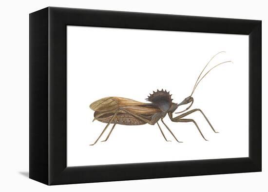 Assassin Bug (Wheel Bug) (Arilus Cristatus), Insects-Encyclopaedia Britannica-Framed Stretched Canvas