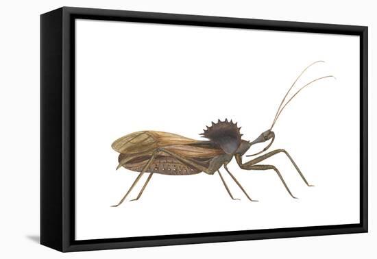 Assassin Bug (Wheel Bug) (Arilus Cristatus), Insects-Encyclopaedia Britannica-Framed Stretched Canvas