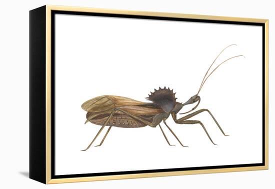 Assassin Bug (Wheel Bug) (Arilus Cristatus), Insects-Encyclopaedia Britannica-Framed Stretched Canvas