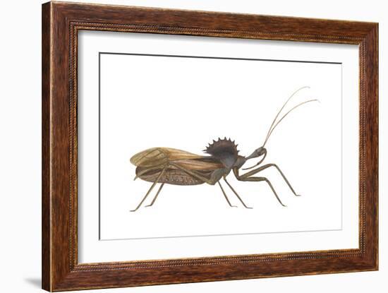 Assassin Bug (Wheel Bug) (Arilus Cristatus), Insects-Encyclopaedia Britannica-Framed Art Print