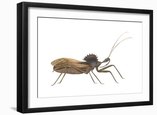 Assassin Bug (Wheel Bug) (Arilus Cristatus), Insects-Encyclopaedia Britannica-Framed Art Print