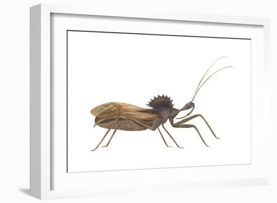 Assassin Bug (Wheel Bug) (Arilus Cristatus), Insects-Encyclopaedia Britannica-Framed Art Print