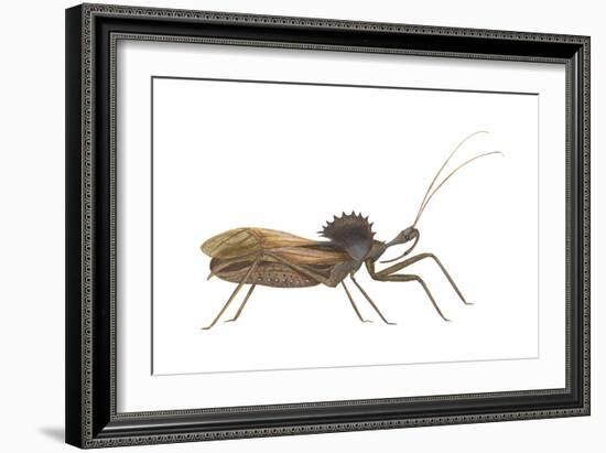 Assassin Bug (Wheel Bug) (Arilus Cristatus), Insects-Encyclopaedia Britannica-Framed Art Print