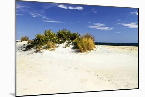 Assateague Beach 3-Alan Hausenflock-Mounted Photographic Print