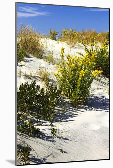 Assateague Beach 6-Alan Hausenflock-Mounted Photographic Print