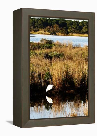 Assateague Island 1-Alan Hausenflock-Framed Premier Image Canvas