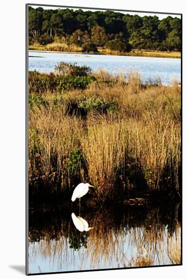 Assateague Island 1-Alan Hausenflock-Mounted Photographic Print