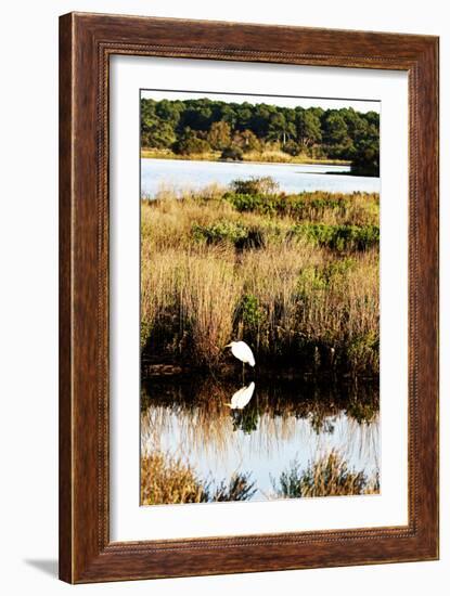 Assateague Island 2-Alan Hausenflock-Framed Photographic Print