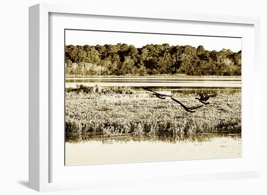 Assateague Island 3-Alan Hausenflock-Framed Photographic Print