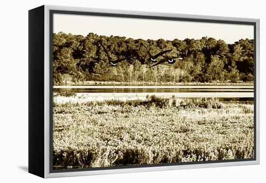 Assateague Island 4-Alan Hausenflock-Framed Premier Image Canvas