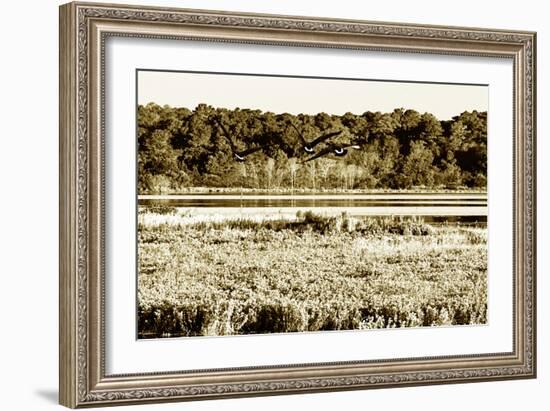 Assateague Island 4-Alan Hausenflock-Framed Photographic Print