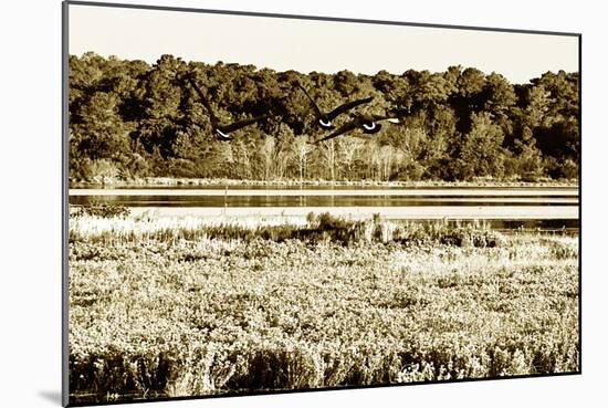 Assateague Island 4-Alan Hausenflock-Mounted Photographic Print