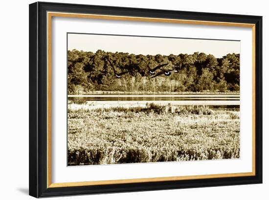 Assateague Island 4-Alan Hausenflock-Framed Photographic Print