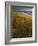 Assateague Island National Seashore, Virginia, USA-Charles Gurche-Framed Photographic Print