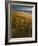 Assateague Island National Seashore, Virginia, USA-Charles Gurche-Framed Photographic Print