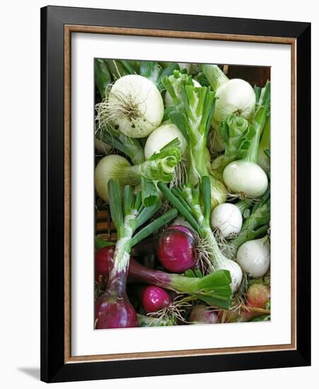 Assorted Alliums-Bjorn Svensson-Framed Photographic Print