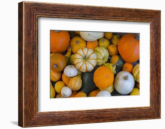 Assorted autumn vegetables, squashes and pumpkins, Derbyshire, England, United Kingdom, Europe-Frank Fell-Framed Photographic Print