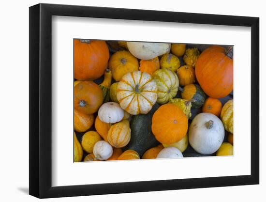 Assorted autumn vegetables, squashes and pumpkins, Derbyshire, England, United Kingdom, Europe-Frank Fell-Framed Photographic Print