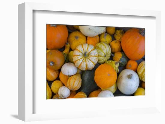 Assorted autumn vegetables, squashes and pumpkins, Derbyshire, England, United Kingdom, Europe-Frank Fell-Framed Photographic Print