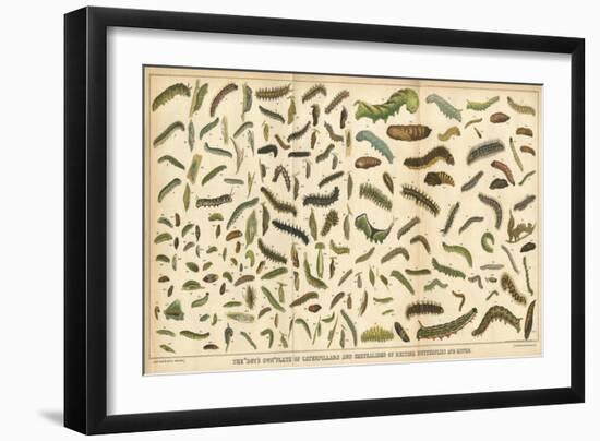 Assorted Caterpillars-null-Framed Art Print