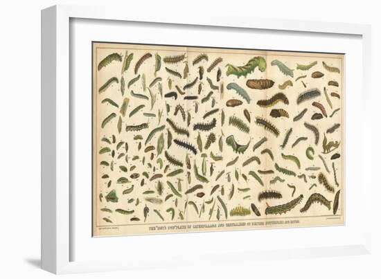 Assorted Caterpillars-null-Framed Art Print