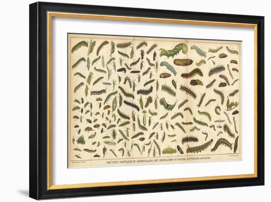 Assorted Caterpillars-null-Framed Art Print