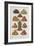 Assorted Fruits Including Pineapple-Isabella Beeton-Framed Giclee Print