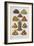 Assorted Fruits Including Pineapple-Isabella Beeton-Framed Giclee Print
