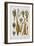 Assorted Game Including Rabbit, Duck, Snipe, Pigeon and Pheasants-Isabella Beeton-Framed Giclee Print