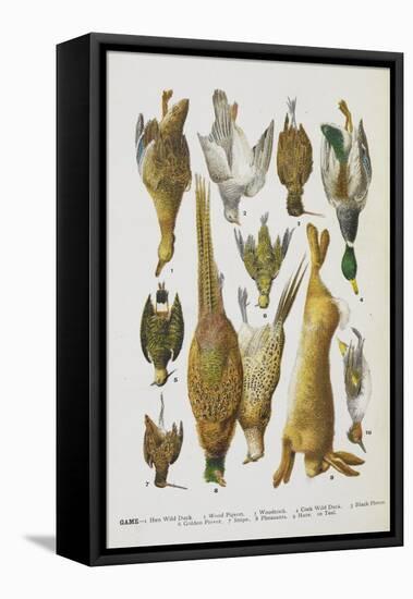 Assorted Game Including Rabbit, Duck, Snipe, Pigeon and Pheasants-Isabella Beeton-Framed Premier Image Canvas