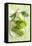 Assorted Green Vegetables on Porcelain Plate-Ulrike Koeb-Framed Premier Image Canvas