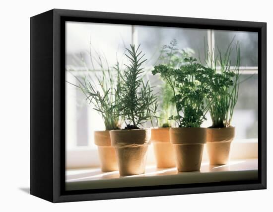 Assorted Herbs Growing in Clay Pots; Window Sill-Eising Studio - Food Photo and Video-Framed Premier Image Canvas