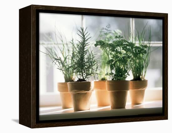 Assorted Herbs Growing in Clay Pots; Window Sill-Eising Studio - Food Photo and Video-Framed Premier Image Canvas