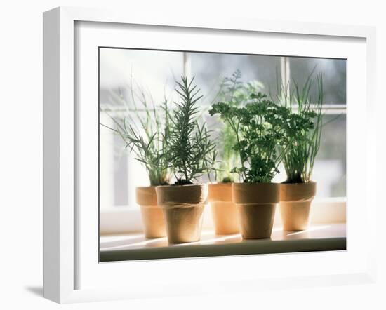 Assorted Herbs Growing in Clay Pots; Window Sill-Eising Studio - Food Photo and Video-Framed Photographic Print