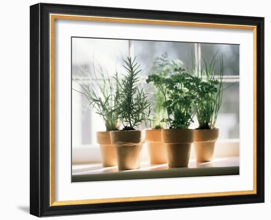 Assorted Herbs Growing in Clay Pots; Window Sill-Eising Studio - Food Photo and Video-Framed Photographic Print