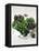 Assorted Lettuce Heads-Kit Latham-Framed Premier Image Canvas