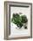 Assorted Lettuce Heads-Kit Latham-Framed Photographic Print