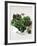 Assorted Lettuce Heads-Kit Latham-Framed Photographic Print