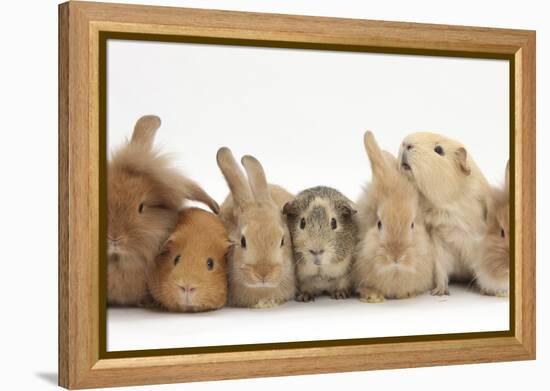 Assorted Sandy Rabbits and Guinea Pigs-Mark Taylor-Framed Premier Image Canvas