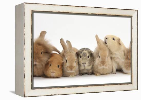 Assorted Sandy Rabbits and Guinea Pigs-Mark Taylor-Framed Premier Image Canvas