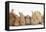 Assorted Sandy Rabbits and Guinea Pigs-Mark Taylor-Framed Premier Image Canvas