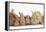 Assorted Sandy Rabbits and Guinea Pigs-Mark Taylor-Framed Premier Image Canvas