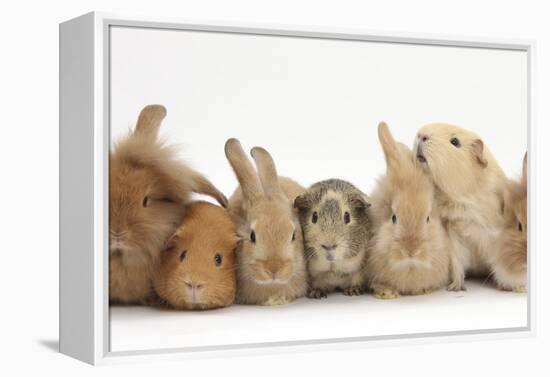 Assorted Sandy Rabbits and Guinea Pigs-Mark Taylor-Framed Premier Image Canvas