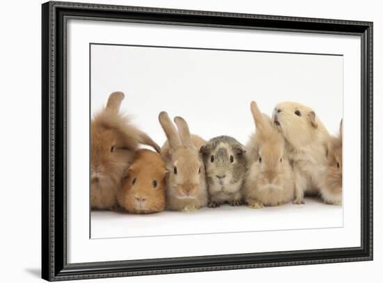 Assorted Sandy Rabbits and Guinea Pigs-Mark Taylor-Framed Photographic Print