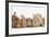 Assorted Sandy Rabbits and Guinea Pigs-Mark Taylor-Framed Photographic Print