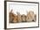 Assorted Sandy Rabbits and Guinea Pigs-Mark Taylor-Framed Photographic Print